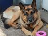 Schæferhund Basse (mors hund)