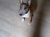 Bullterrier miniature Chica