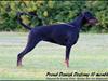 Dobermann Proud Danish Destany [Tidl. hund]