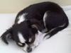 Chihuahua Buddha's Best Buddie <3