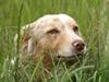 Australian shepherd Gry