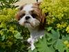 Shih tzu Bobo