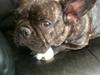 Fransk bulldog Kana