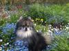Pomeranian Hvidholm's Scheik [ Himmelhund]