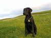Labrador retriever Sacho