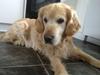 Golden retriever Peka's Sasha
