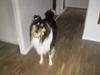 Collie langhåret Charlie