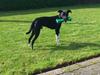 Blanding af racer Tino [ Himmelhund]