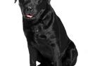 Labrador retriever Tess