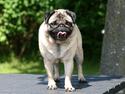 Mops DKCH KLCH Kisci Square Dancer