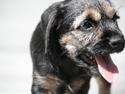 Border terrier Milla