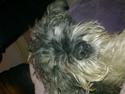 Mellemschnauzer musha