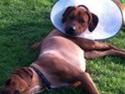 Rhodesian ridgeback Conrad "Bhara Bhara"