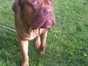 Dogue de bordeaux Murphy