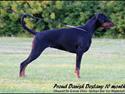 Dobermann Proud Danish Destany