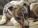 Whippet Tanalorn Top Lovely Kara