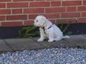 Bichon à poil frisé Coco