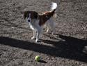 Kooikerhondje Monty-Folmer
