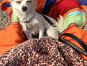 Chihuahua Carla