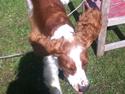 Welsh springer spaniel Thilde
