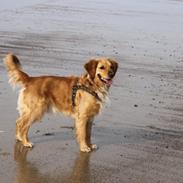 Golden retriever Balou