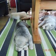 Blanding af racer Dina