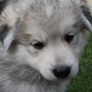 Blanding af racer Dina