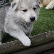 Blanding af racer Dina