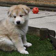 Blanding af racer Dina