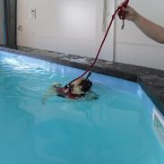 Mops Sprogu Ambitious Alexander