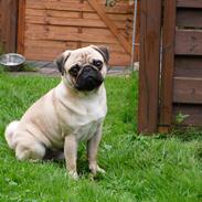 Mops Sprogu Ambitious Alexander