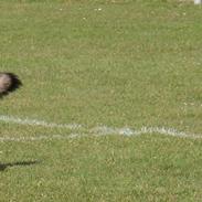 Mops Sprogu Ambitious Alexander