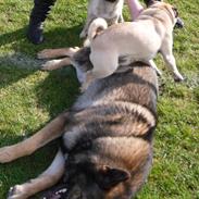 Mops Sprogu Ambitious Alexander