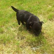 Blanding af racer Chika