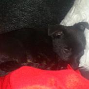 Blanding af racer Chika