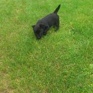 Blanding af racer Chika