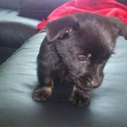 Blanding af racer Chika