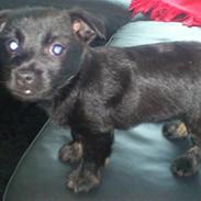 Blanding af racer Chika