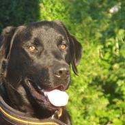 Labrador retriever Rollo<3 (formel 1)