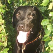 Labrador retriever Rollo<3 (formel 1)