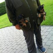 Yorkshire terrier Fie