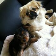 Yorkshire terrier Fie