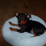 Dvaergpinscher Futte Damgaard Sørensen R.I.P