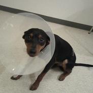 Dvaergpinscher Futte Damgaard Sørensen R.I.P