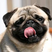 Mops Tangetoppen's Beef Wellington