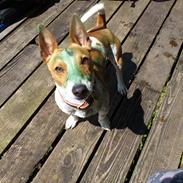 Jack russell terrier Zippo