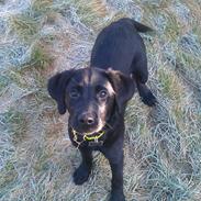 Labrador retriever Bianca