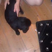 Labrador retriever Bianca