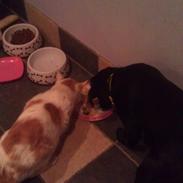 Labrador retriever Bianca