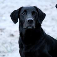 Labrador retriever Sophie *ludty*  [ lobes labrdor knirke]